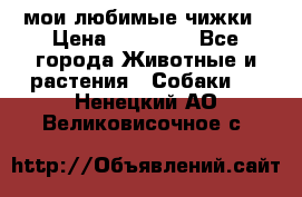 мои любимые чижки › Цена ­ 15 000 - Все города Животные и растения » Собаки   . Ненецкий АО,Великовисочное с.